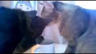 Мега хит!! Коты в кружке!!