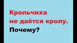 Самка не кроется. Почему крольчиха не идёт в случку. Одна из частых причин.