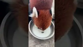 Apple and milk, I'm so happy.😋😋😋#fy #fyp #trending #cute #adorable #redpanda #love