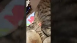 Утро Ещё сплю #кот Мотя 1#сентября