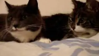 КОТЫ разговаривают