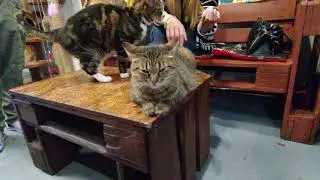 Приют кошек в Спб