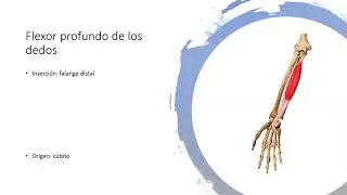 Músculos del miembro superior II