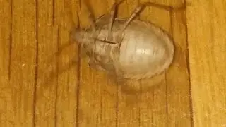 Bug on LSD