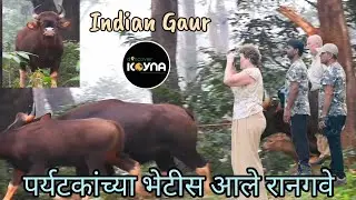 रानगवे अवतरले विदेशी पर्यटकांच्या भेटीस l जंगल सफारी l कोयना I चांदोली