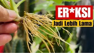 TAPAK LIMAN‼️ Benarkah Bikin ER*KSI Lebih Lam ⁉️ Herbal Nusantara