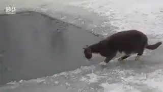 Прикол Кот на зимней рыбалке в России