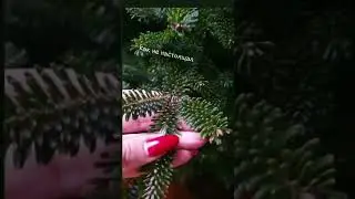 Покупка ёлки до войны и отпуск её во время войны в апреле
