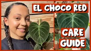 Caring For My EL CHOCO RED | Care Guide Series