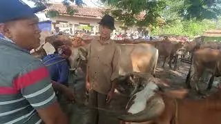 HARGA SAPI BABONAN INDUKAN