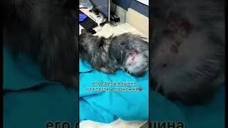 Читайте историю Саботажика в комментариях🙏🏻