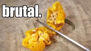 THE YELLOW REAPER - Chili Pepper Review