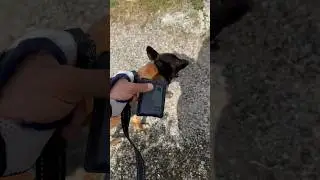 3919 ? C’est un code ? 😨 #chien #nino #malinois #dog #3919