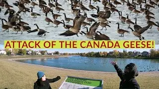 ATTACK OF THE CANADA GEESE! (Migration Season of the Waterfowls)