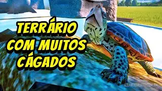 MUITOS CÁGADOS num LINDO TERRÁRIO e a FUGA DAS FOCAS do Zoológico Aquático - Planet Zoo Aquatic Pack