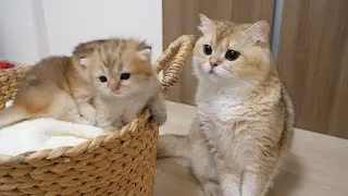 Daddy cat and kitten are getting closer little by little