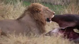 Male Lion Having A Big Meal