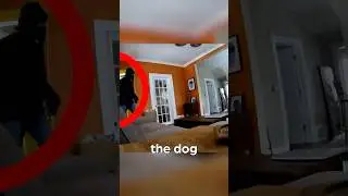 Robber Messes with the Wrong Dog…