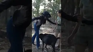 The goats have no chill 🐐 