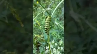 🦋Махаон в будущем | Papilio machaon #biology #bio #биология