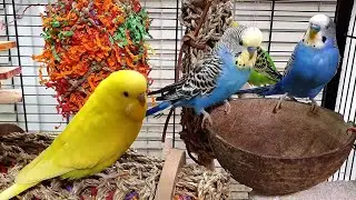 9 hours of budgie sounds