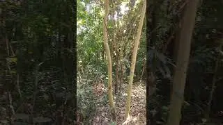 বাগান বিলাস