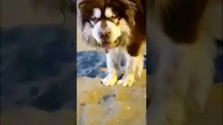 Do you like big Dogs? 🐺 #Dogs #Huskies #Thailand #Shorts