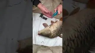 Лечим карпа