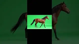 Realistic Horse Walking left to right Green Screen Effect 
