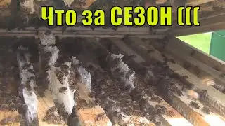 Соберем ли мы гречишный мёд?  Медосбор 2020
