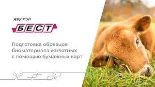 Подготовка образцов биоматериала животных с помощью бумажных карт