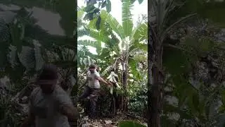 cara tebang pohon buah pisang