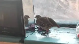 КАБК   Кеклик