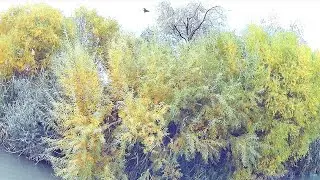 РЫБАЛКА 2021/ПОЗДНЯЯ ОСЕНЬ/МЫ СНОВА НА РЕЧКИ В ПОИСКАХ СОМА