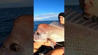 Giant fish almost rips rod from holder!?! #fishing