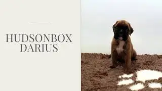 Hudsonbox Darius @ 4 weeks old