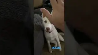 Cute Husky Puppy High Fives Like a Champ! 