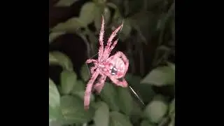 Giant Garden Spider !!!