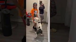 Thats just my baby dog😂😂 #shorts #funny #pets #petlover