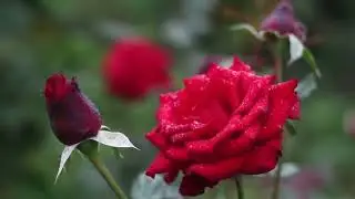 Весенний букет на 8 марта