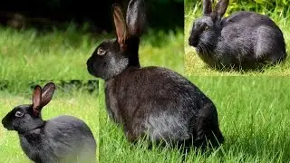 Schwarzes Wildkaninchen - Schwärzling, Melanismus
