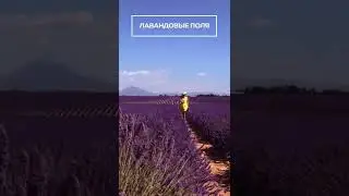 Лавандовые поля