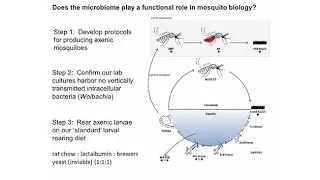 Role of Microorganisms in Growth Development and Reproduction of Mosquitoes