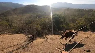 Laceadores de cerro #45