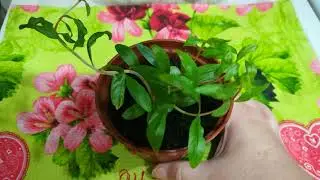 Indoor pomegranate. Seeds have sprouted! Ecocube. Dwarf pomegranate.