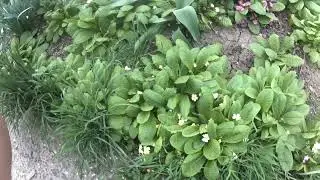 пробная рыбалка поймал карася