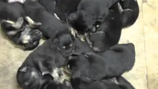 Щенки тибетского мастифа