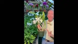 The Making of Pure White "Royal" Cattleyas