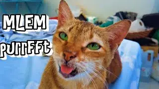 Cute Cat Meowing Softly , Slow Blinking, Rolling, Purring and Kneading. 4K