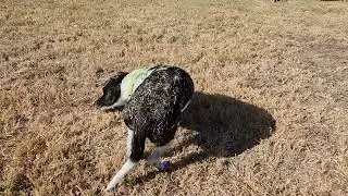 When you just have to roll in the grass
